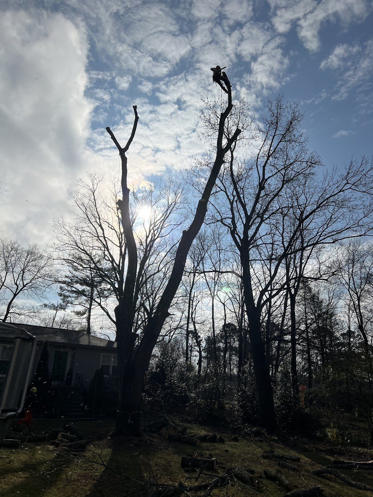 Arborist working on a tall leafless dead tree
