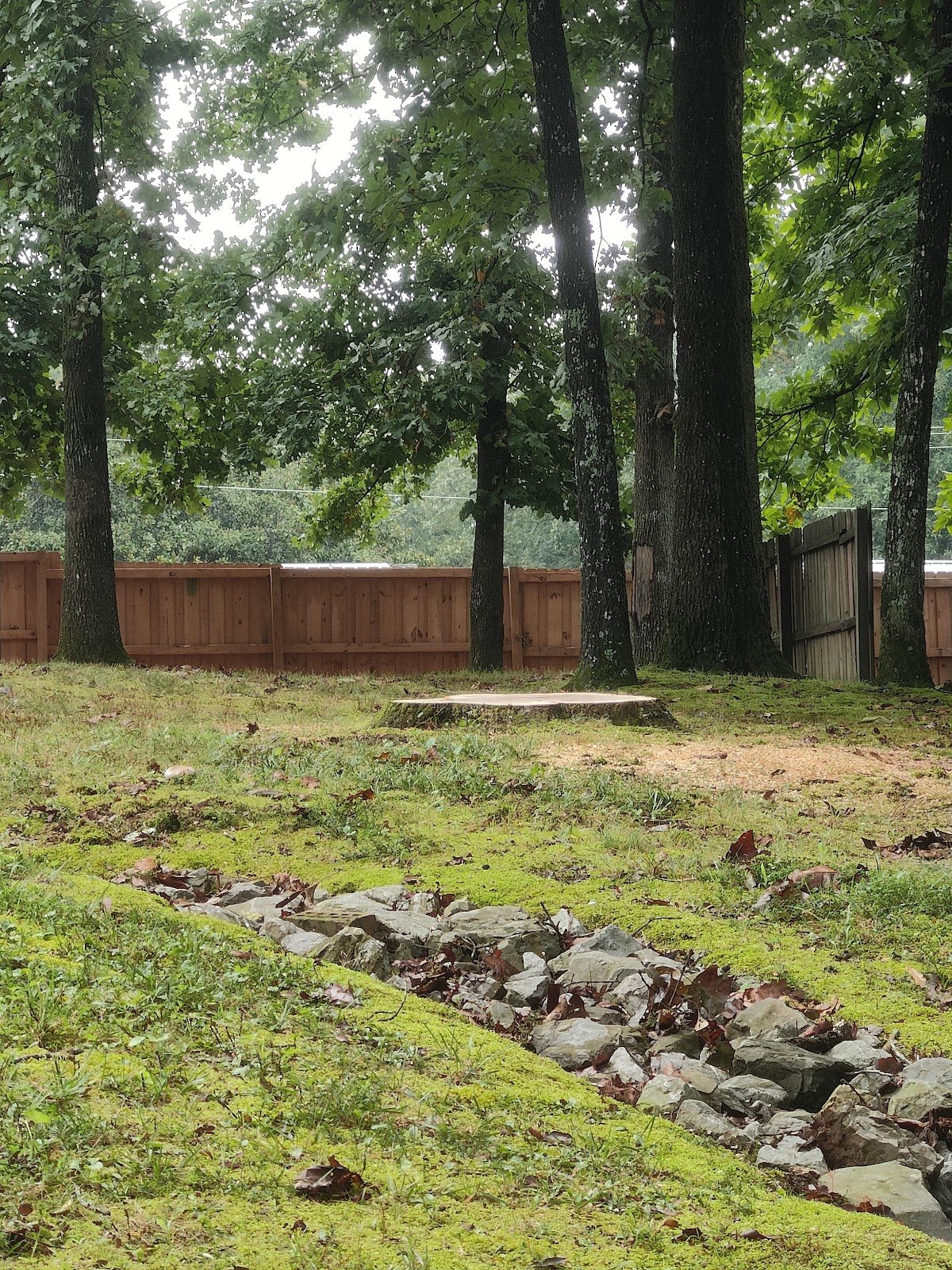 Yard and stump after large dead trees were removed