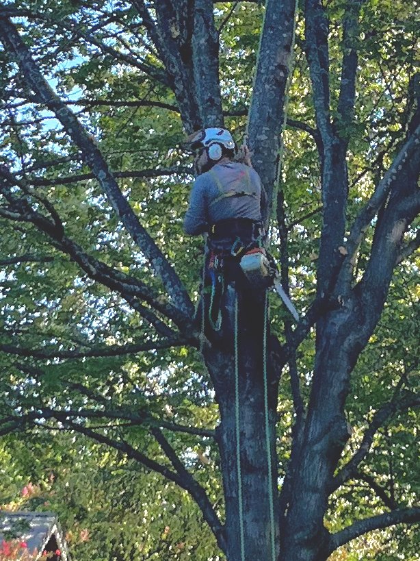 Boniface arborist working high in a leafy tree canopy