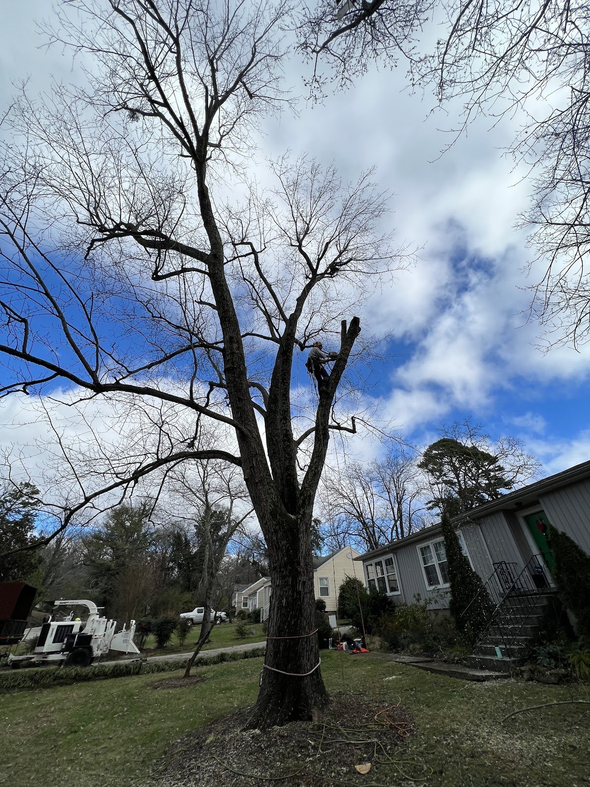 Large dead tree in a residential yard before removal